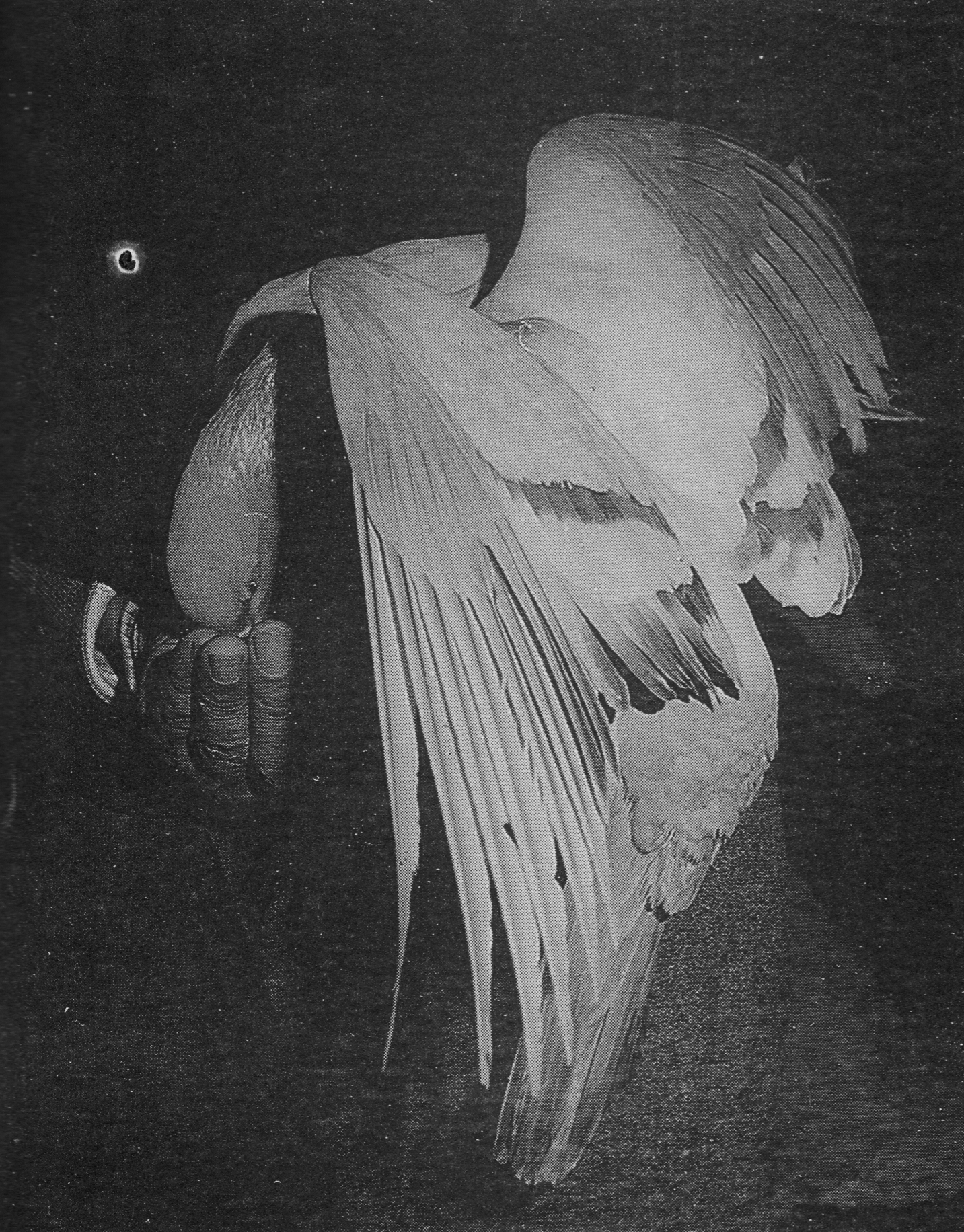 宣化老和尚追思纪念专集2 - 菩萨幻化 头陀行迹．In Memory of the Venerable Master Hsuan Huan - Transformation of a Bodhisattva,